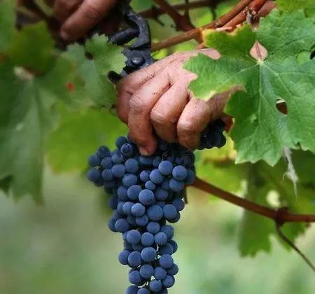Quinta Do Couto * Celorico De Basto