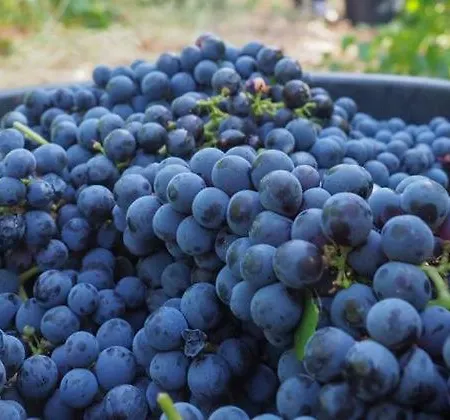 Quinta Do Couto Σπίτι διακοπών