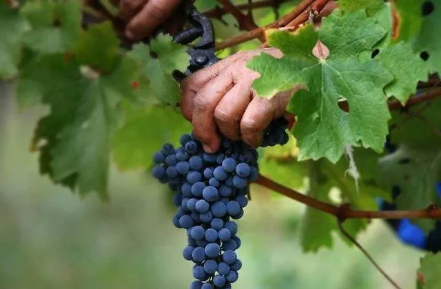 Quinta Do Couto * 塞洛里库迪巴什图