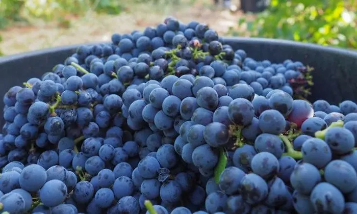 Quinta Do Couto 度假居