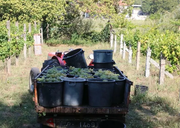 度假居 Quinta Do Couto *