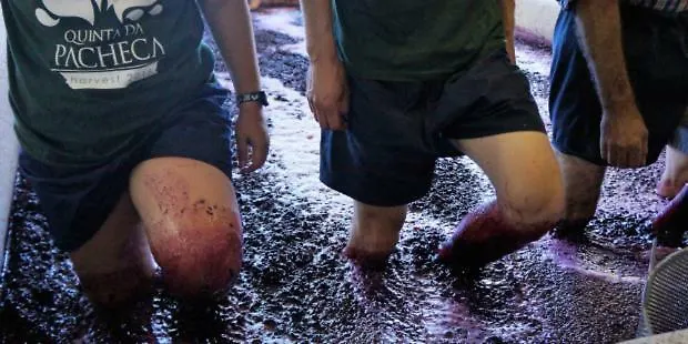 度假居 Quinta Do Couto 塞洛里库迪巴什图